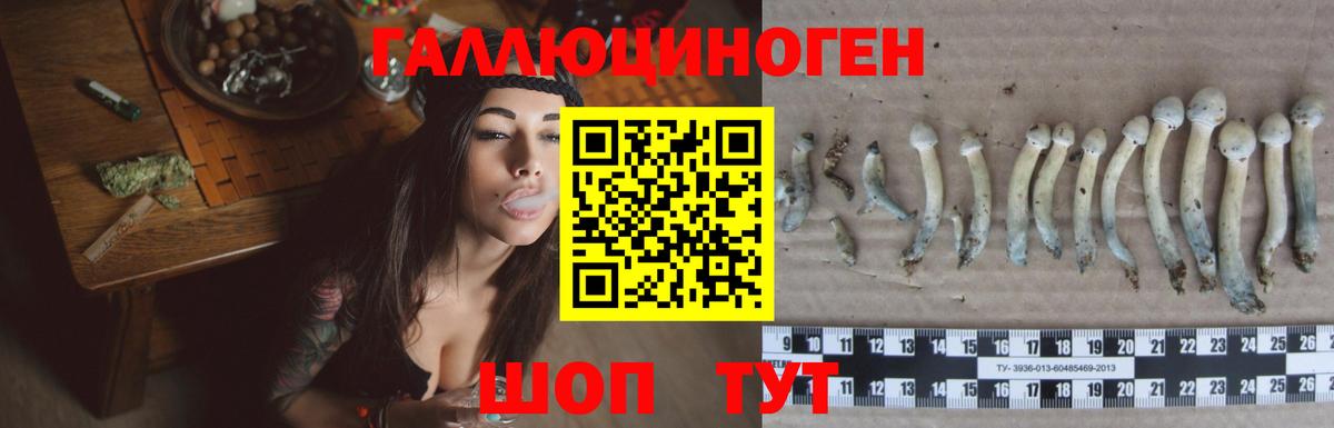 Псилоцибиновые грибы Cubensis Обь
